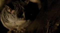 Galago - najviac očarujúce opice